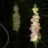 4 Pack Solar Delphinium Flowers Lights, Solar Garden Lights, For Outside Wedding Party Garden Yard Patio Lawn Decor And Gift For Women
